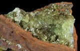 Gemmy, Yellow-Green Adamite Crystals - Durango, Mexico #65310-2